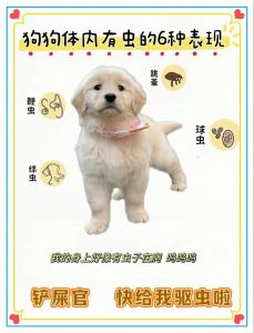 幼犬驱虫时间及注意事项（小狗几个月打虫）