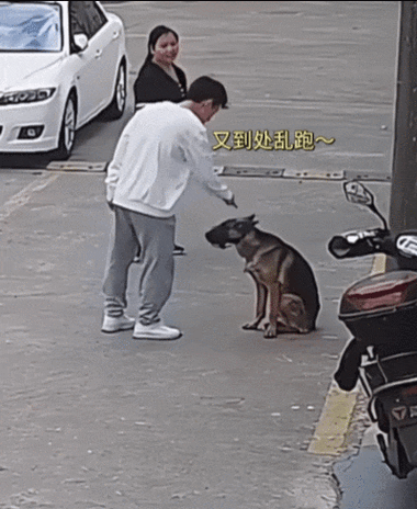 狗狗被打会记恨吗？（狗狗被教训后会记恨主人吗）