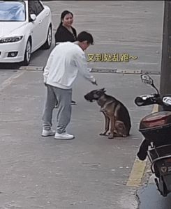 狗狗被打会记恨吗？（狗狗被教训后会记恨主人吗）