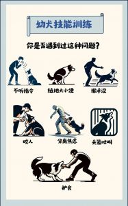 管教狗狗别惩罚，正向强化更有效！（不听话的狗是要被惩罚的）