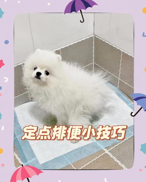 狗狗定点大小便训练法（怎么训练狗狗上厕所）