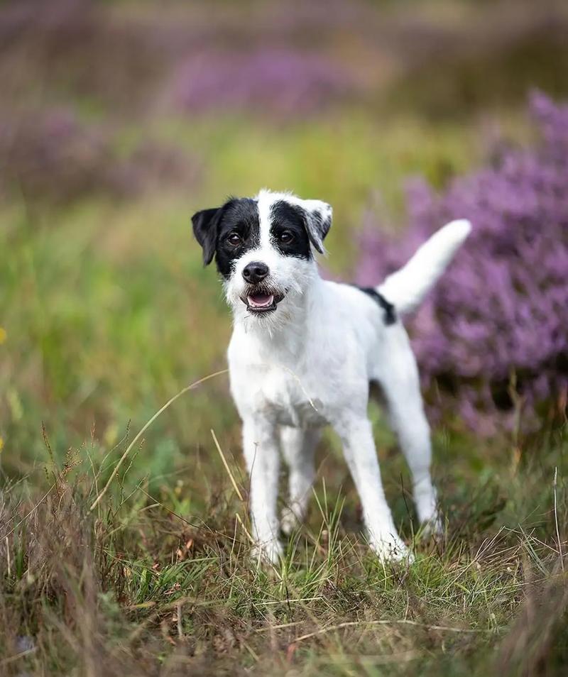 阴阳脸小博美犬，萌态可爱（小狗狗照片半黑半白）