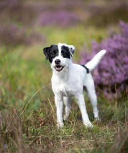 阴阳脸小博美犬，萌态可爱（小狗狗照片半黑半白）