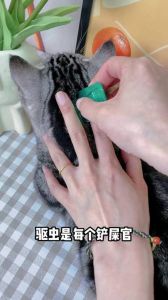科学养猫，定期驱虫保健康（小猫外驱多长时间一回）