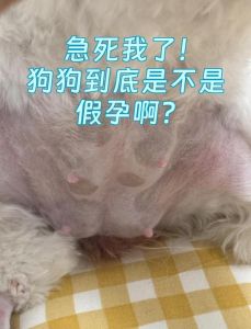 狗狗流产要遵医嘱，别用人类药！（狗狗怀孕了怎么流产）