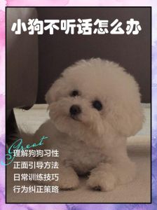 狗狗不听话？科学引导更有效（小狗不听话该怎么办）