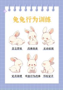 兔子训练有耐心 正向引导增感情（怎样训练兔子像狗一样听话）