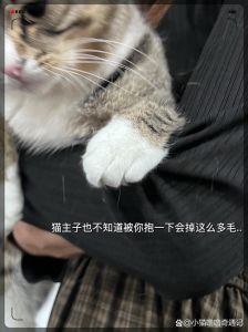 手套胶带海绵衣架，洗后晾干再处理（沾了猫毛的衣服怎么洗）
