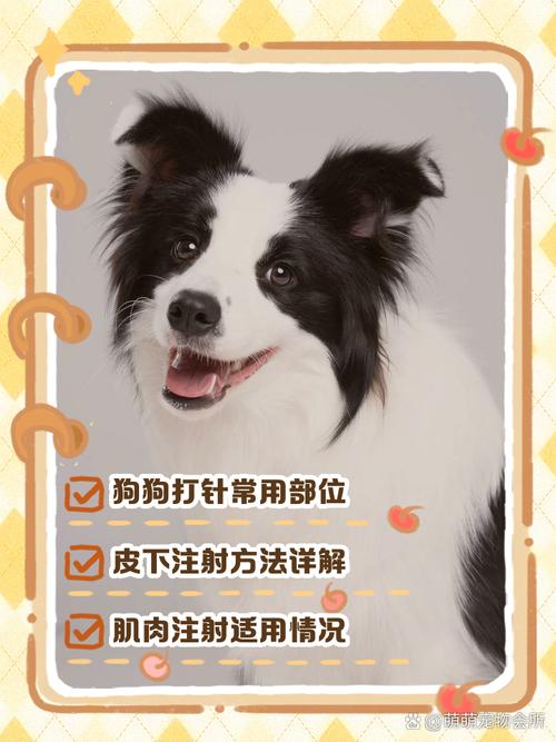 狗狗打针选对部位避禁区,消毒操作要小心(给狗打针的技巧和方法) 狗狗打针选对部位避禁区,消毒操作要小心(给狗打针的技巧和方法)