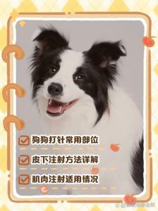 狗狗打针选对部位避禁区，消毒操作要小心（给狗打针的技巧和方法）
