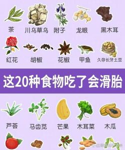 禁忌食物与喂养要点（狗狗怀孕吃什么会流产）