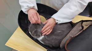 科学驱虫保健康，小猫每月内外驱，成猫内外按期治（小猫做驱虫都做什么多久做一次）