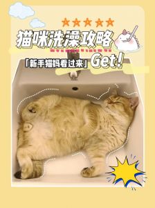 别常洗猫？湿巾干洗粉巧清洁！（小猫不能洗澡怎么清洁）