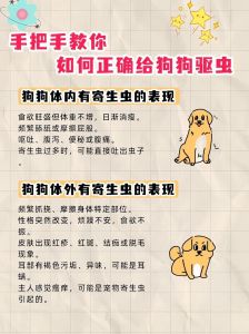 狗狗驱虫多久一次？幼犬密集，成年犬3个月（狗狗体外体内驱虫多久一次）
