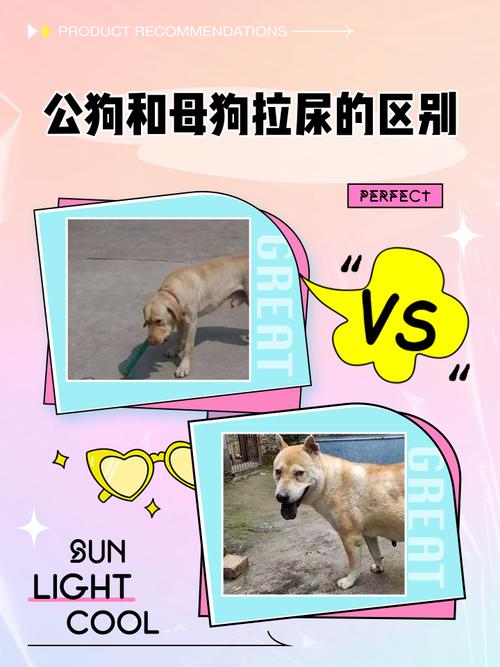 狗狗床上尿尿？别是篡位！是焦虑或试探，清洗花露水，规范相处是关键（母狗为什么在主人床上拉尿）