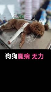小狗腿被踩瘸怎么办？（小狗后腿被踩瘸了）