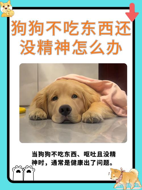 狗狗不吃食怎么办？（狗狗不吃饭一招解决）