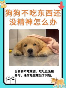 狗狗不吃食怎么办？（狗狗不吃饭一招解决）