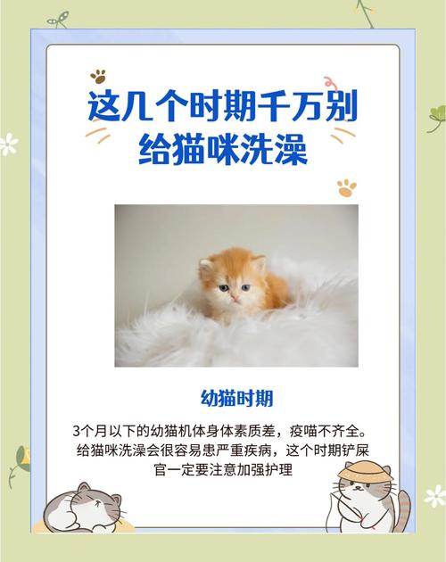 猫天生抗拒水洗，洗澡易引发应激反应，健康猫无需洗澡（猫为什么不建议洗澡）