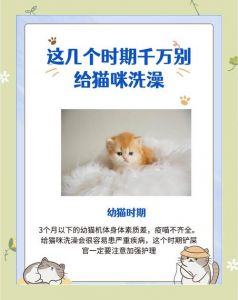 猫天生抗拒水洗，洗澡易引发应激反应，健康猫无需洗澡（猫为什么不建议洗澡）