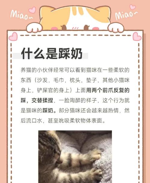 理解猫咪天性,耐心引导是好伙伴(小奶猫不听主人管教) 理解猫咪天性,耐心引导是好伙伴(小奶猫不听主人管教)