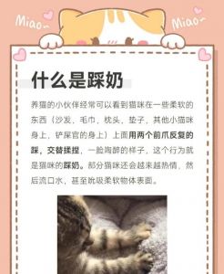 理解猫咪天性，耐心引导是好伙伴（小奶猫不听主人管教）