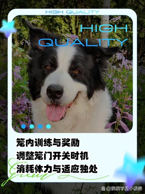 笼养一晚狗变乖?原因与建议(为什么狗关笼子一晚上就听话) 笼养一晚狗变乖?原因与建议(为什么狗关笼子一晚上就听话)