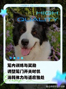 笼养一晚狗变乖？原因与建议（为什么狗关笼子一晚上就听话）