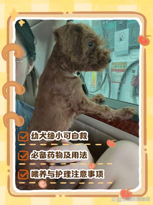 细小病毒狗怎么治？（小狗细小最佳自救方法）