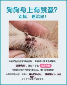 幼犬止痒别烫跳蚤，温水梳洗更安全（多大的小狗可以外用皮肤除蚤）