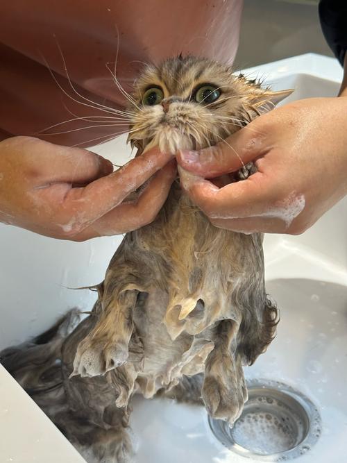 在家给猫咪洗澡的正确方法（怎么在家给小猫洗澡）