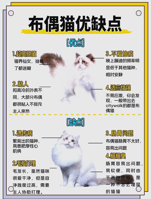 老人养猫温柔有耐心，猫咪越养越亲人（猫为什么越养越听话）