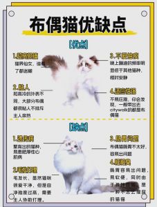 老人养猫温柔有耐心，猫咪越养越亲人（猫为什么越养越听话）