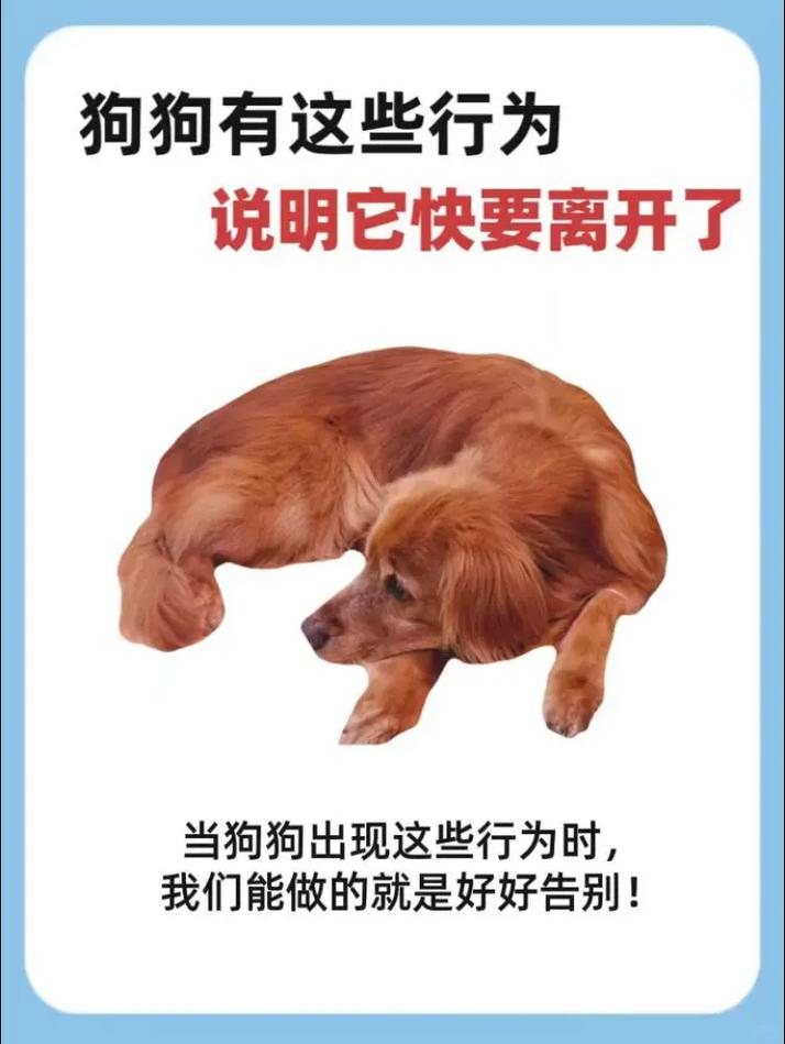失去爱犬,火化或无害化处理,妥善告别以慰藉伤痛(狗死了怎么正确处理) 失去爱犬,火化或无害化处理,妥善告别以慰藉伤痛(狗死了怎么正确处理)