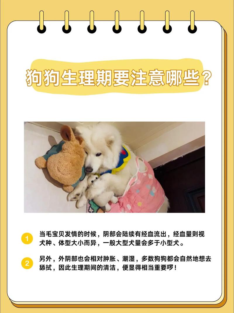 防交配保暖清洁（狗狗来例假注意事项）