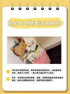 防交配保暖清洁（狗狗来例假注意事项）