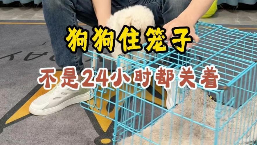 狗狗主动回笼妙招（让狗狗回笼子应该怎么说）