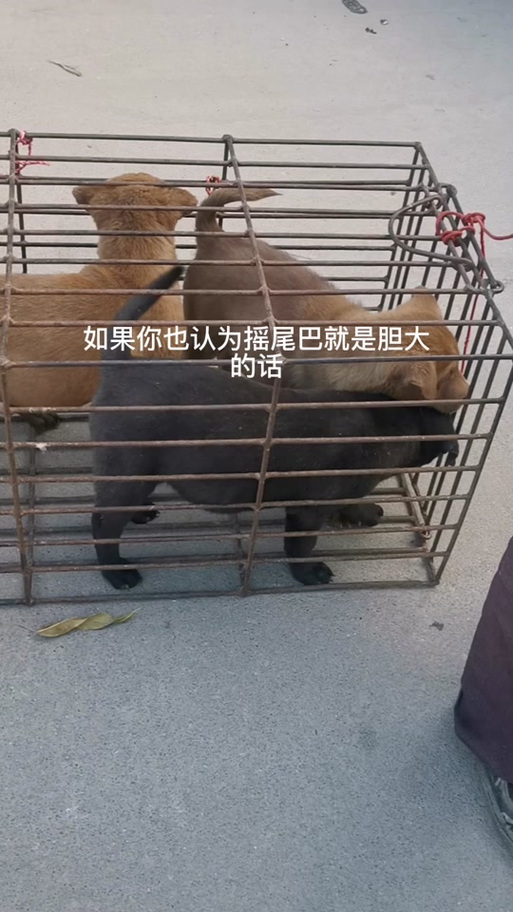 性格优缺点及选择(胆小的狗好还是胆大的好) 性格优缺点及选择(胆小的狗好还是胆大的好)