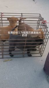 性格优缺点及选择（胆小的狗好还是胆大的好）