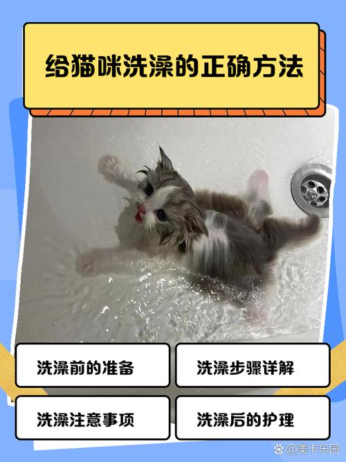 小猫清水洗澡注意事（清水可以跟猫咪洗澡吗）