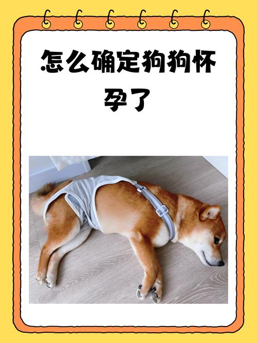 狗狗怀孕禁食鸡骨，易伤消化道！（狗狗怀孕吃鸡骨头会流产吗）