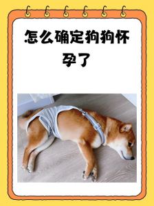 狗狗怀孕禁食鸡骨，易伤消化道！（狗狗怀孕吃鸡骨头会流产吗）