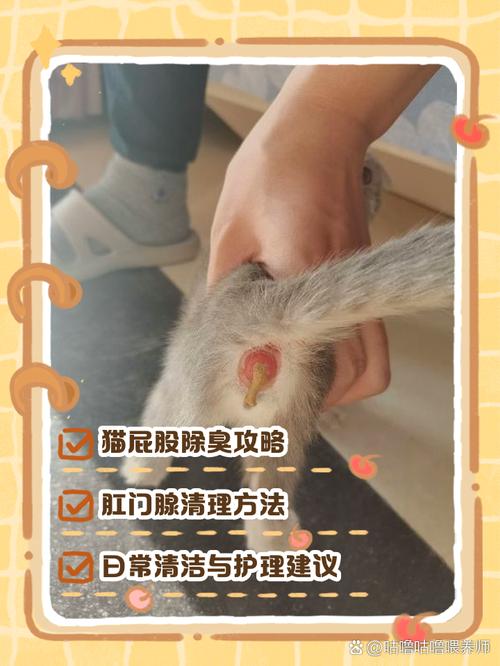 两个月小猫体味重？清洁消毒调整饮食是关键（2个月小猫身上臭味怎么去除）
