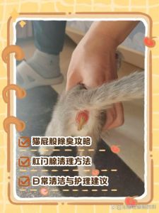 两个月小猫体味重？清洁消毒调整饮食是关键（2个月小猫身上臭味怎么去除）