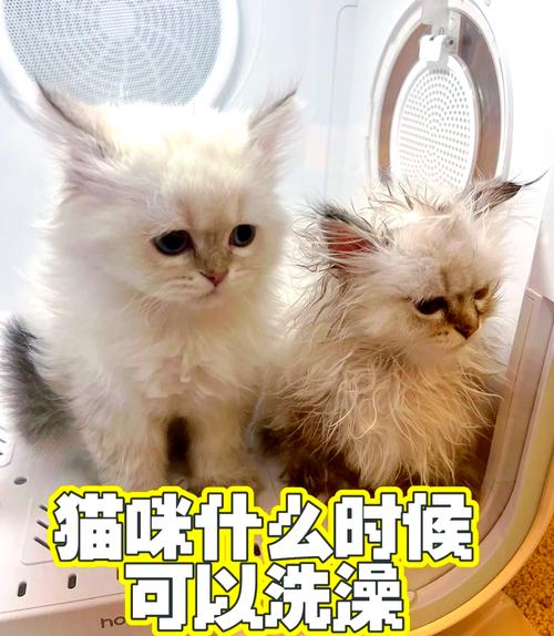 保暖安抚，不宜频繁（刚出生的小猫多久可以洗澡）