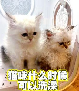 保暖安抚，不宜频繁（刚出生的小猫多久可以洗澡）