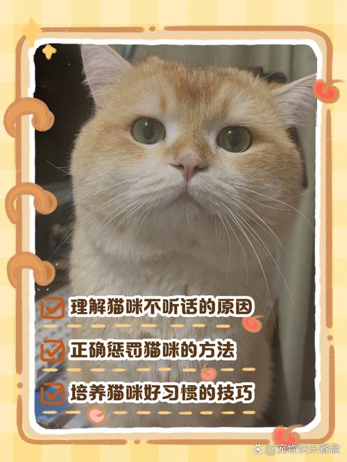 小猫不听话？理解天性巧引导！（小猫不听话的训练方法）