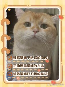 小猫不听话？理解天性巧引导！（小猫不听话的训练方法）