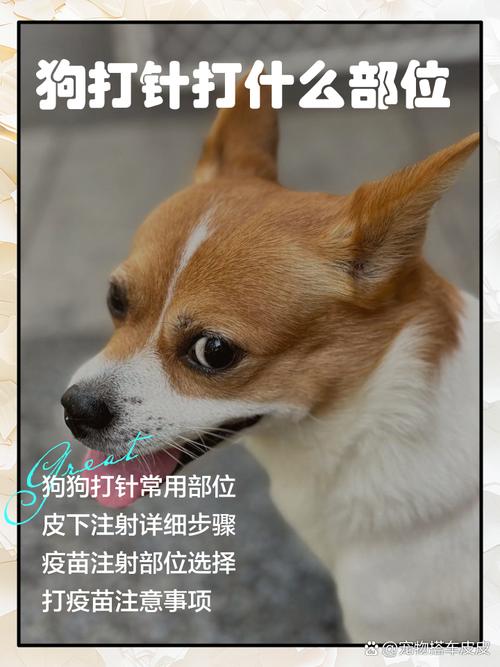 狗狗流产针用量体型，兽医指导安全下药（狗狗流产针应该打什么）