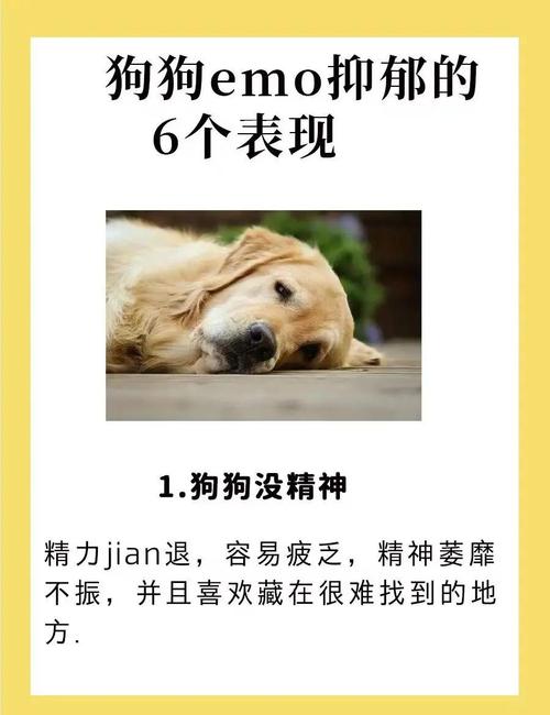 狗狗歪头不敢看主人的原因（狗狗不敢看主人是为什么）